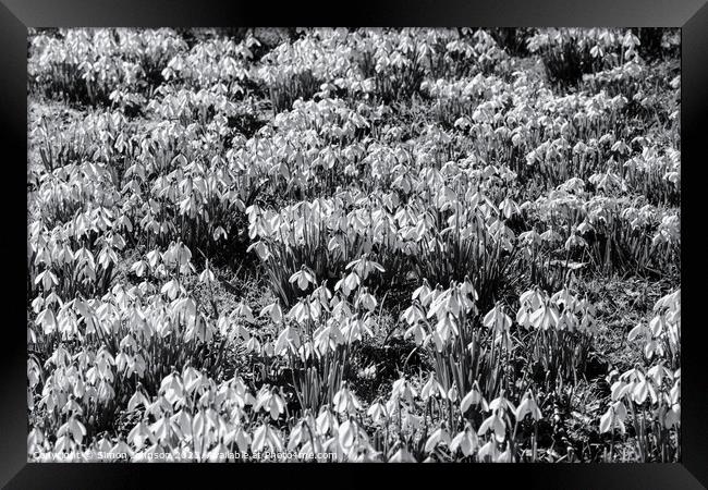 Snowdrop flowers monochrome  Framed Print by Simon Johnson