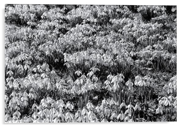 Snowdrop flowers monochrome  Acrylic by Simon Johnson