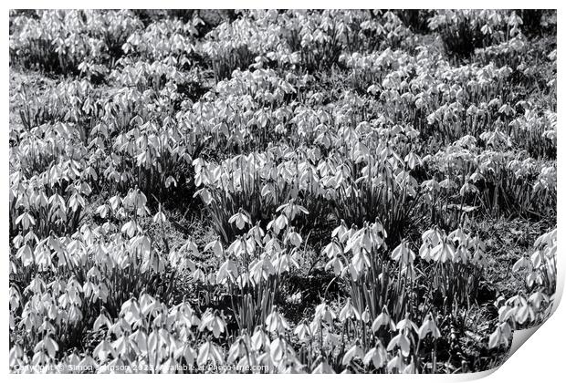 Snowdrop flowers monochrome  Print by Simon Johnson