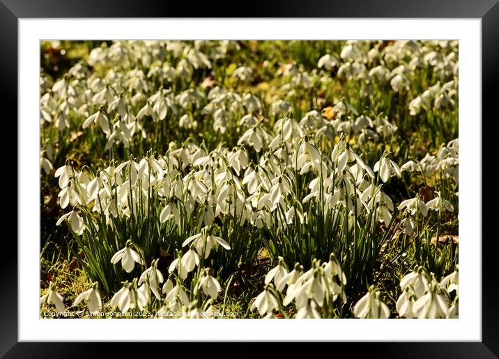 Snowdrop  field Framed Mounted Print by Simon Johnson