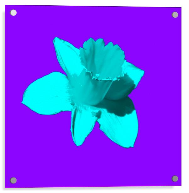 Daffodil Cyan Purple Acrylic by Glen Allen