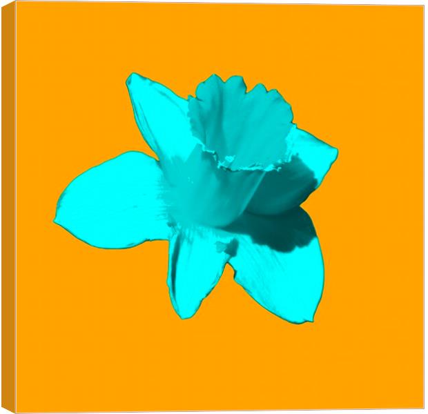 Daffodil Cyan Orange Canvas Print by Glen Allen