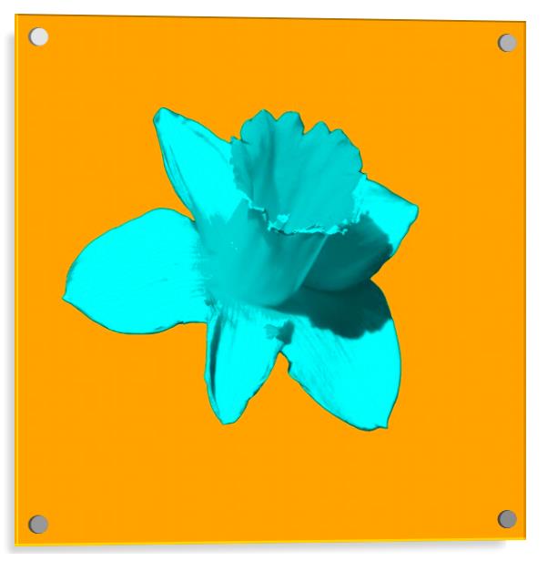 Daffodil Cyan Orange Acrylic by Glen Allen