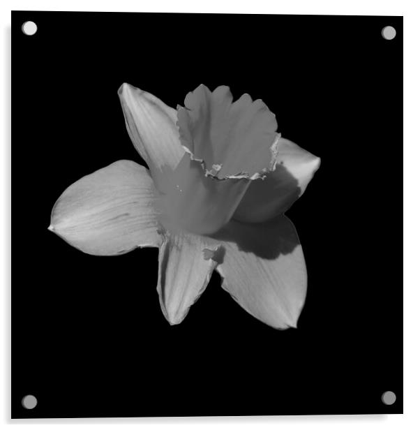 Daffodil Mono Acrylic by Glen Allen
