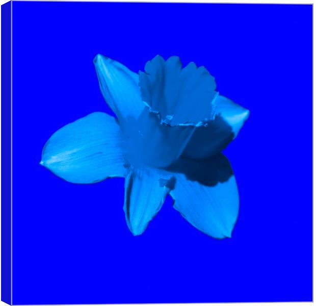 Daffodil Blue Canvas Print by Glen Allen