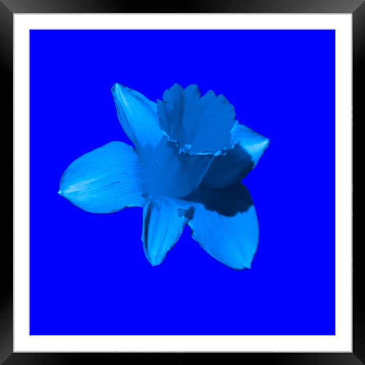 Daffodil Blue Framed Mounted Print by Glen Allen