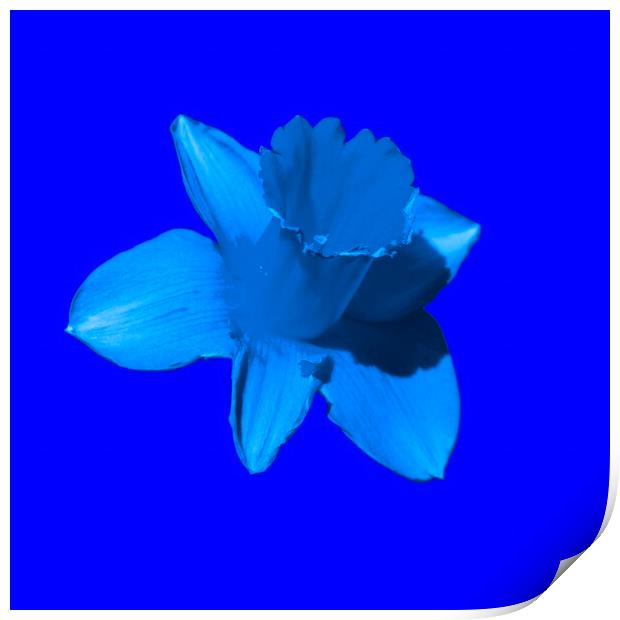 Daffodil Blue Print by Glen Allen