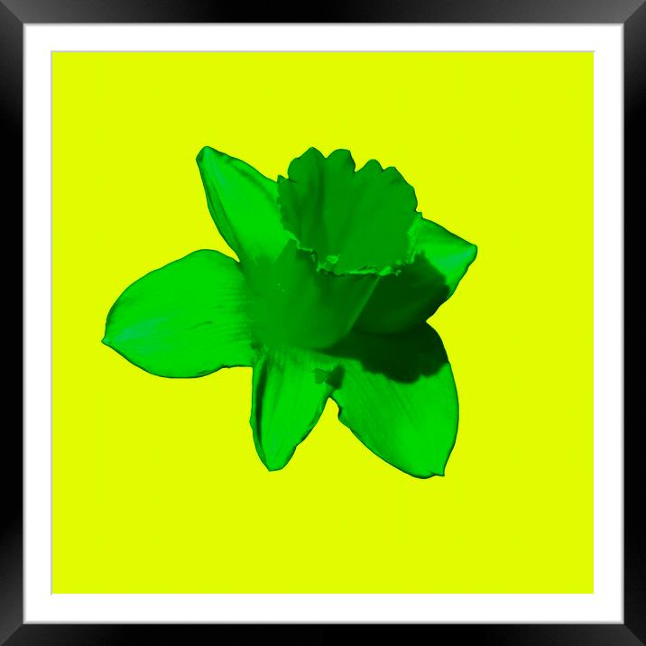 Daffodil Green Lime Framed Mounted Print by Glen Allen