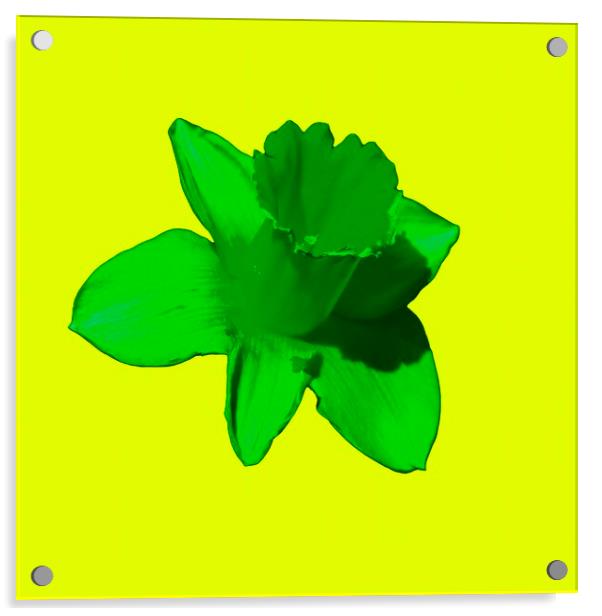 Daffodil Green Lime Acrylic by Glen Allen