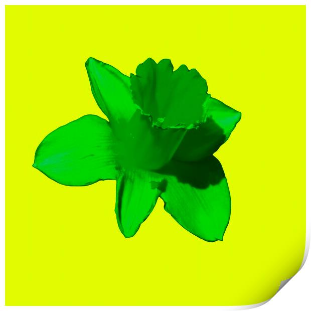 Daffodil Green Lime Print by Glen Allen