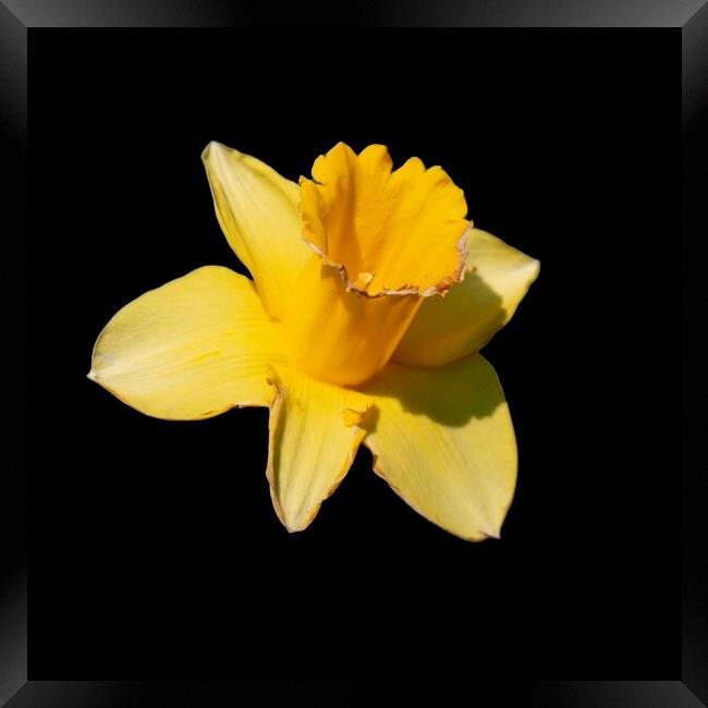 Daffodil Framed Print by Glen Allen