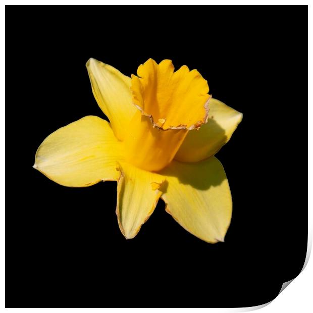 Daffodil Print by Glen Allen