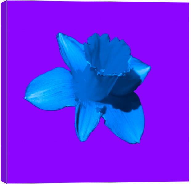 Daffodil Blue Purple Canvas Print by Glen Allen