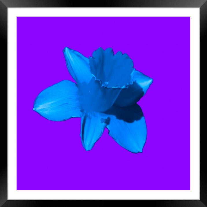 Daffodil Blue Purple Framed Mounted Print by Glen Allen