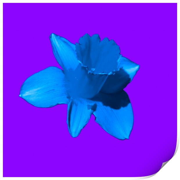 Daffodil Blue Purple Print by Glen Allen