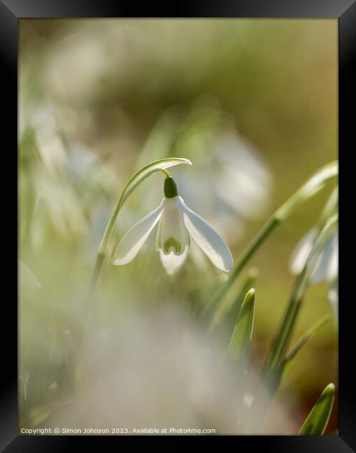 Snowdrop Flower  Framed Print by Simon Johnson