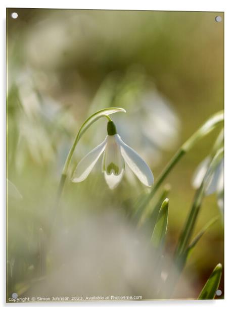Snowdrop Flower  Acrylic by Simon Johnson