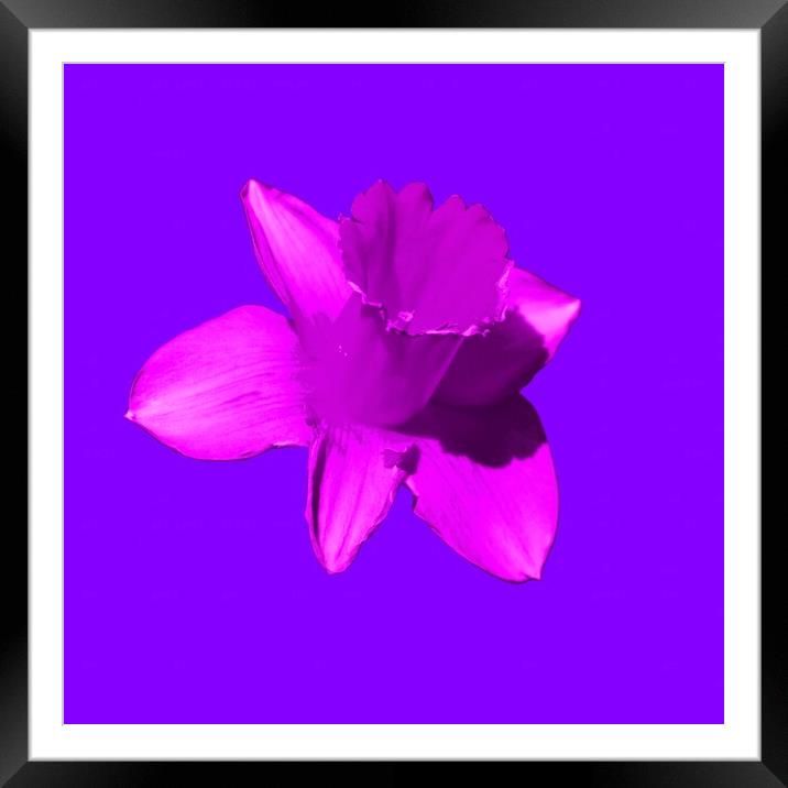 Daffodil Pink Lilac Framed Mounted Print by Glen Allen
