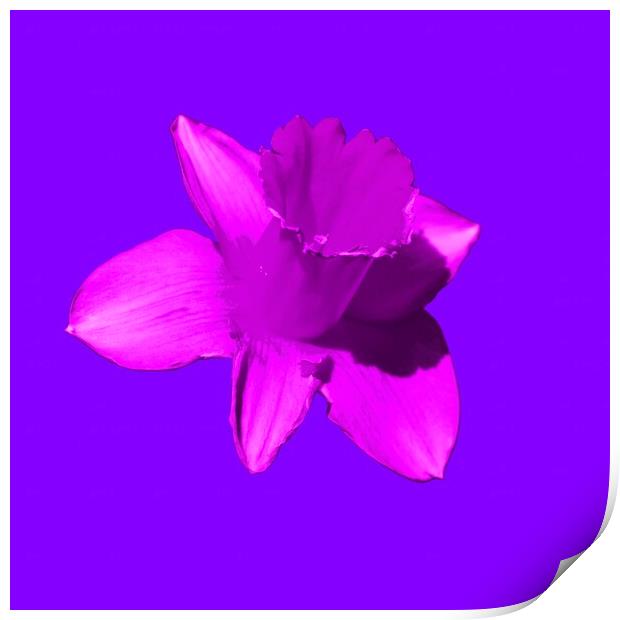Daffodil Pink Lilac Print by Glen Allen