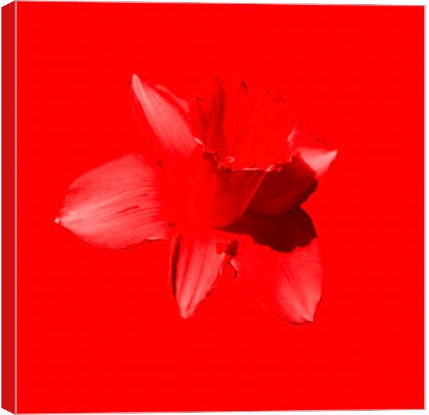 Daffodil Red Canvas Print by Glen Allen