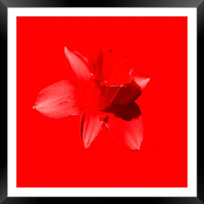 Daffodil Red Framed Mounted Print by Glen Allen