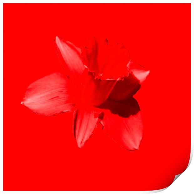 Daffodil Red Print by Glen Allen