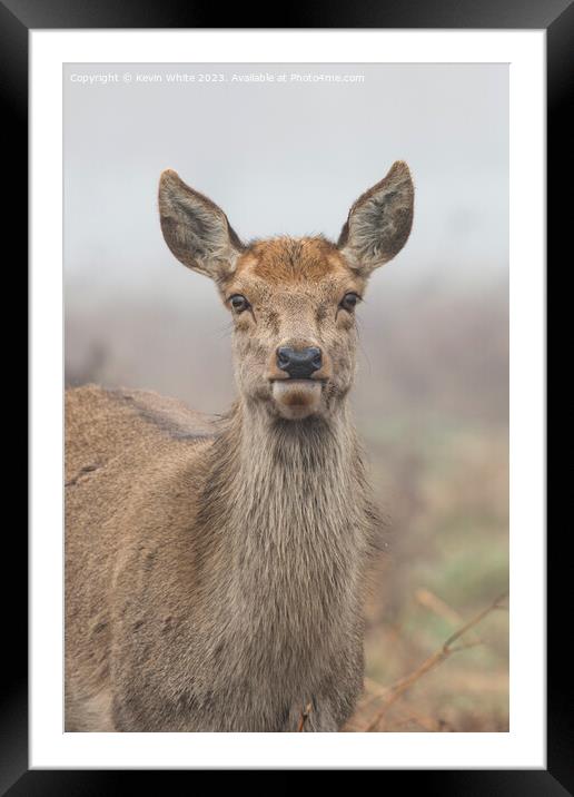 Female deer staring at camera Framed Mounted Print by Kevin White