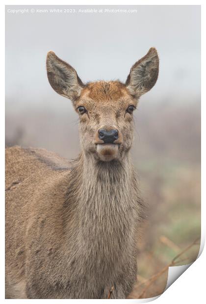 Female deer staring at camera Print by Kevin White