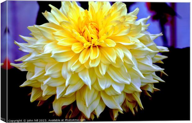  Dahlia flower in close up Canvas Print by john hill