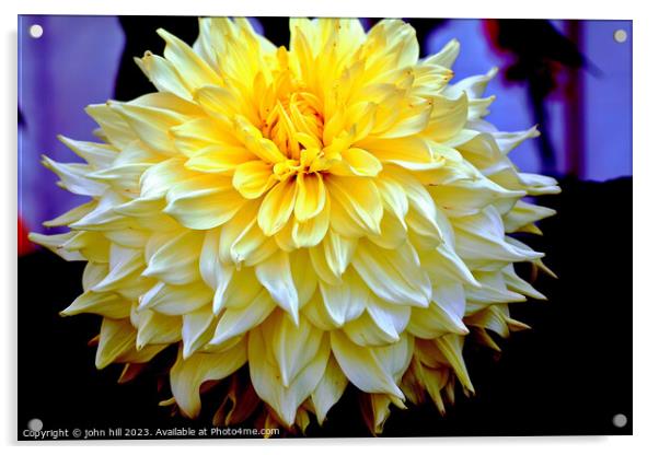  Dahlia flower in close up Acrylic by john hill