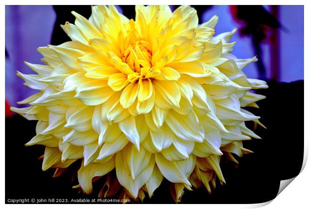  Dahlia flower in close up Print by john hill