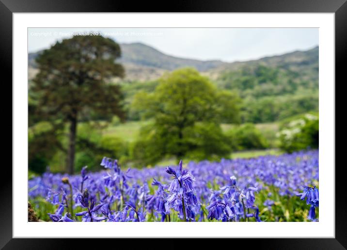 Snowdonia Bluebells in Nant Gwynant Wales Framed Mounted Print by Pearl Bucknall