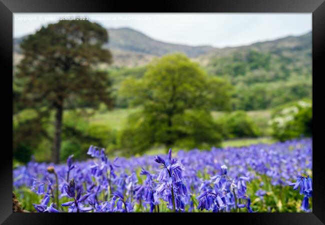Snowdonia Bluebells in Nant Gwynant Wales Framed Print by Pearl Bucknall