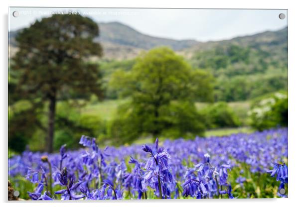 Snowdonia Bluebells in Nant Gwynant Wales Acrylic by Pearl Bucknall