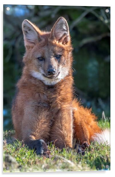 Maned Wolf, Chrysocyon brachyurus Acrylic by Darren Wilkes