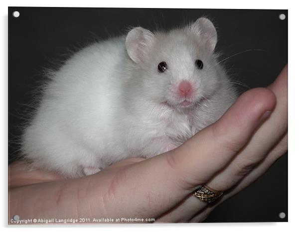 White syrian hamster Acrylic by Abigail Langridge