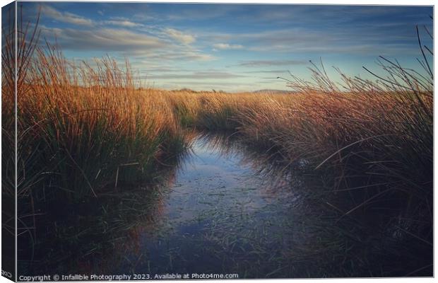 Reeds water Canvas Print by Infallible Photography