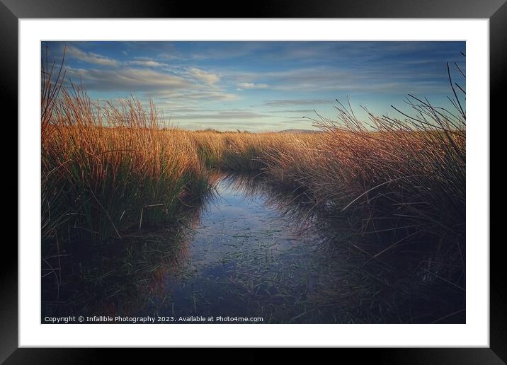 Reeds water Framed Mounted Print by Infallible Photography