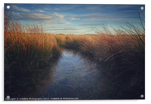Reeds water Acrylic by Infallible Photography