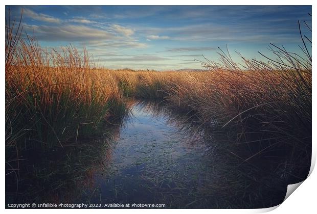 Reeds water Print by Infallible Photography