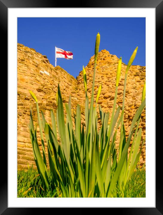 Dazzling Daffodils bloom at historic Pontefract Ca Framed Mounted Print by Tim Hill