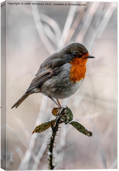 Frosty Robin Canvas Print by Keith McManus