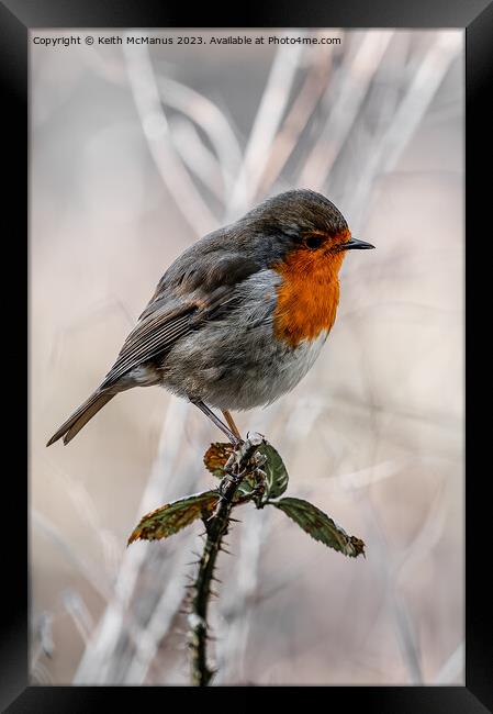 Frosty Robin Framed Print by Keith McManus