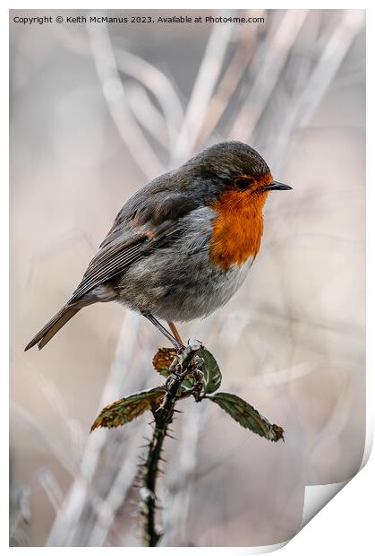 Frosty Robin Print by Keith McManus