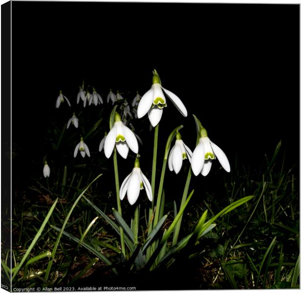 Snowdrops at night Canvas Print by Allan Bell