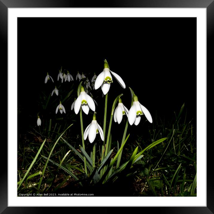 Snowdrops at night Framed Mounted Print by Allan Bell