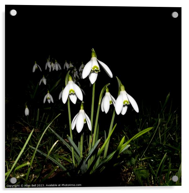 Snowdrops at night Acrylic by Allan Bell