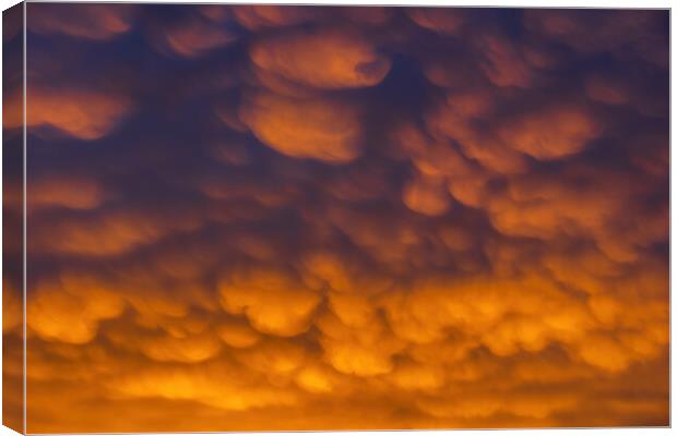 Altocumulus Clouds In Sunset Sky Cloudscape Canvas Print by Artur Bogacki