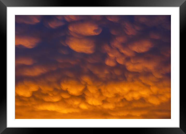 Altocumulus Clouds In Sunset Sky Cloudscape Framed Mounted Print by Artur Bogacki