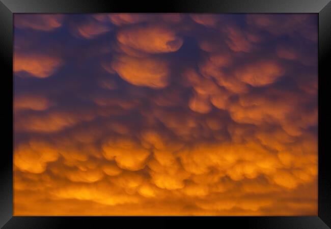 Altocumulus Clouds In Sunset Sky Cloudscape Framed Print by Artur Bogacki